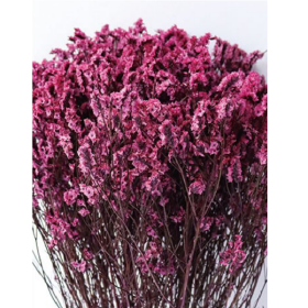 Лимониум крупноцветковый Magenta Fuchsia сухоцвет оптом (1 пучок) фото