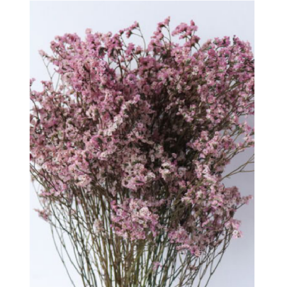 Лимониум крупноцветковый nymph thigh сухоцвет оптом (1 пучок) фото