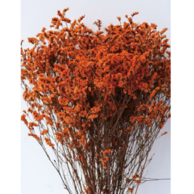 Лимониум крупноцветковый Reef сухоцвет оптом (1 пучок) фото