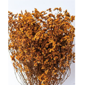 Лимониум крупноцветковый Tangerine сухоцвет (1 пучок) фото