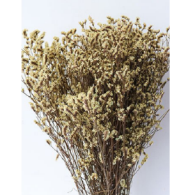 Лимониум крупноцветковый Vanilla сухоцвет оптом (1 пучок) фото