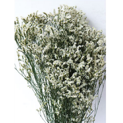 Лимониум крупноцветковый White сухоцвет оптом (1 пучок) фото
