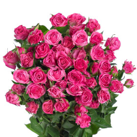 Роза Лиана 60 см. оптом (1 штука) фото