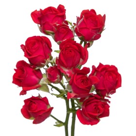 Роза Черри Хеопс 60 см.оптом (1 штука) фото