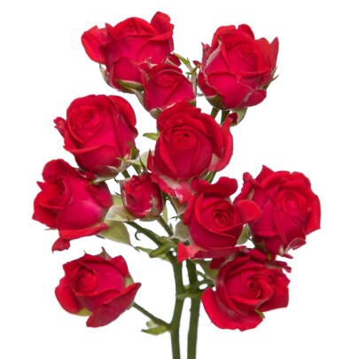 Роза Черри Хеопс 60 см.оптом (1 штука) фото