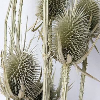 Эрингиум Darkgray сухоцвет оптом (1 пучок-10 шт) фото