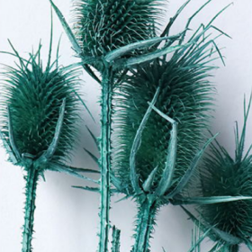 Эрингиум Darkturquoise сухоцвет оптом (1 пучок-10 шт) фото