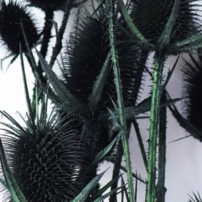 Эрингиум Darkslategray сухоцвет оптом (1 пучок-10 шт) фото