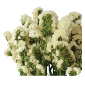 Статица Original Ivoiry сухоцвет оптом (1 пучок) фото