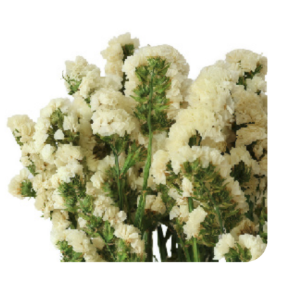 Статица Original Ivoiry сухоцвет (1 пучок) фото
