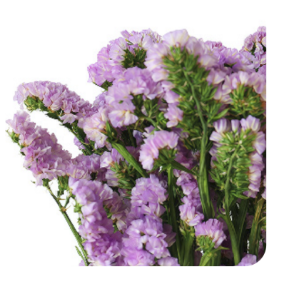 Статица Pink сухоцвет оптом (1 пучок)