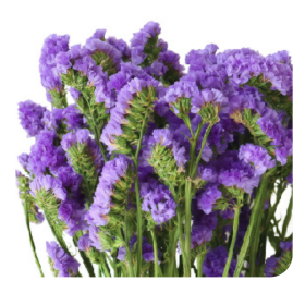 Статица Purple сухоцвет оптом (1 пучок) фото