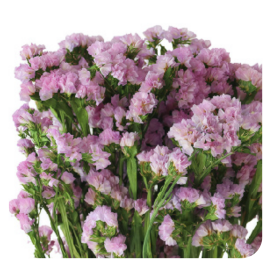 Статица Purple Pink сухоцвет оптом (1 пучок) фото