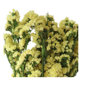 Статица Yellow сухоцвет оптом (1 пучок) фото