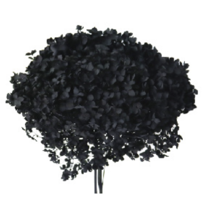 Гортензия Black стабилизированная оптом (1 штука) фото