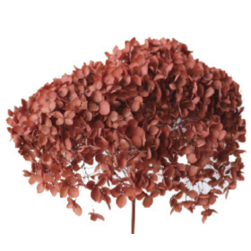 Гортензия Brown стабилизированная оптом (1 штука) фото