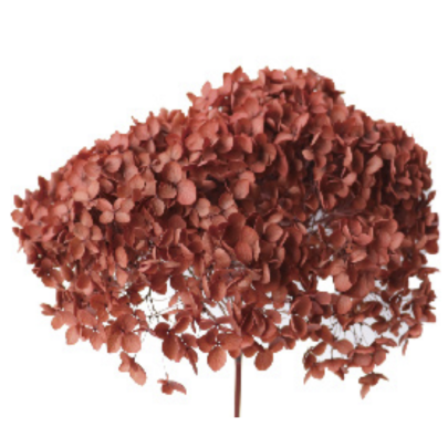 Гортензия Brown стабилизированная оптом (1 штука) фото