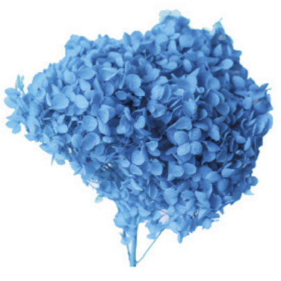 Гортензия Cyan стабилизированная оптом (1 ветка)