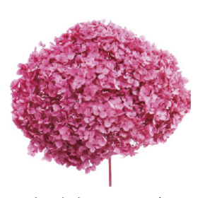 Гортензия Dark Pink стабилизированная оптом (1 ветка)