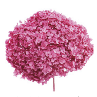 Гортензия Dark Pink стабилизированная (1 ветка)