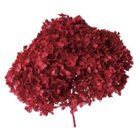 Гортензия Dark Red стабилизированная оптом (1 ветка)