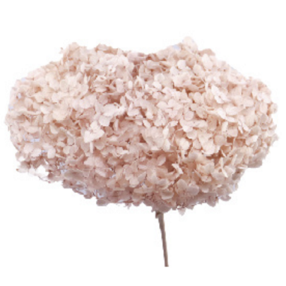 Гортензия Dust Peach стабилизированная (1 ветка)