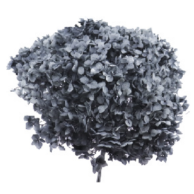 Гортензия Gray стабилизированная оптом (1 ветка)