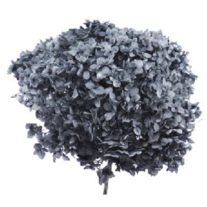 Гортензия Gray стабилизированная оптом (1 ветка)