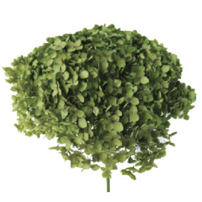 Гортензия Green стабилизированная (1 ветка) фото