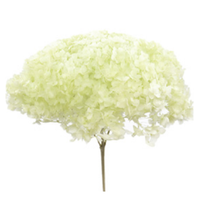 Гортензия Light Green стабилизированная (1 ветка)