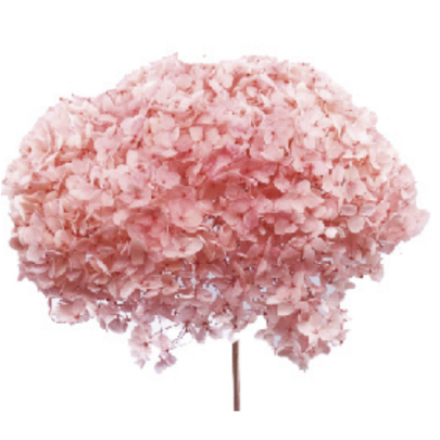 Гортензия Pass velvet
 (1 ветка) стабилизированная фото