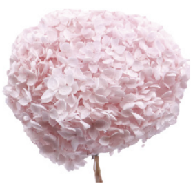 Гортензия Pink стабилизированная оптом (1 штука) фото