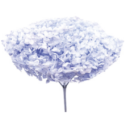 Гортензия Light Purple стабилизированная оптом (1 ветка)