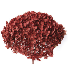 Гортензия Marron стабилизированная оптом (1 штука) фото