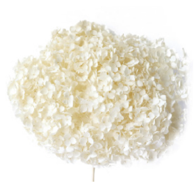 Гортензия Off White стабилизированная (1 ветка)