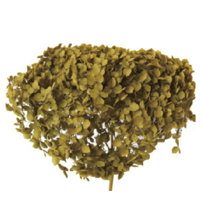 Гортензия Amber стабилизированная оптом (1 штука) фото