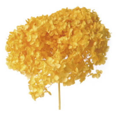 Гортензия Golden button стабилизированная (1 ветка) фото