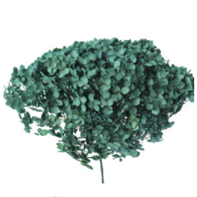 Гортензия Peacock Green стабилизированная оптом (1 штука) фото
