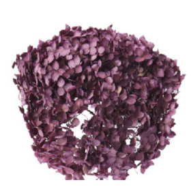 Гортензия Plum Purple стабилизированная оптом (1 штука) фото