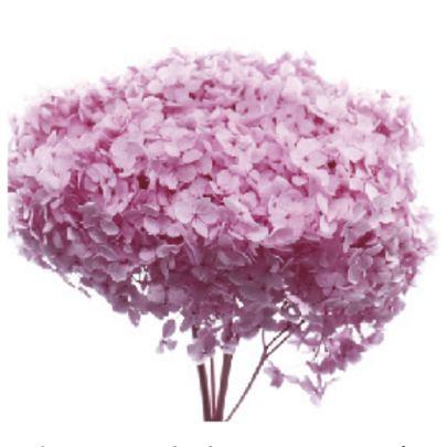 Гортензия Sakura Pink стабилизированная оптом (1 ветка)