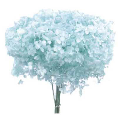 Гортензия Sky Blue стабилизированная (1 ветка)