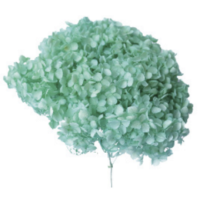 Гортензия Tiffany Blue стабилизированная оптом (1 штука) фото