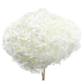 Гортензия White стабилизированная оптом (1 штука) фото