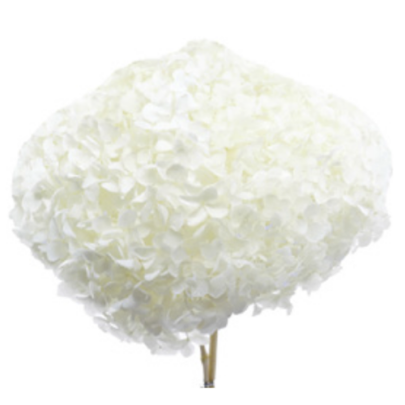 Гортензия White стабилизированная оптом (1 штука) фото