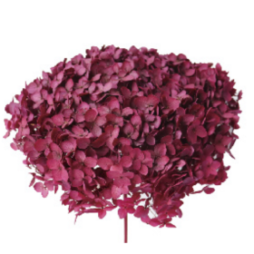 Гортензия Wine Red стабилизированная оптом (1 штука) фото