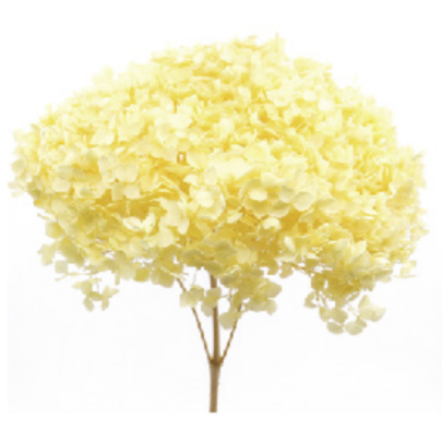 Гортензия Yellow стабилизированная (1 ветка)