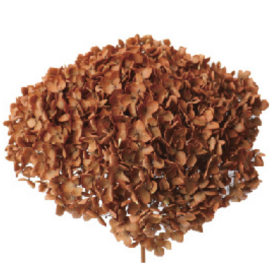 Гортензия Yellow brown стабилизированная оптом (1 ветка)