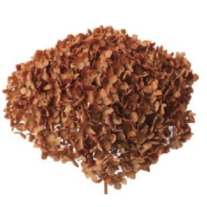 Гортензия Yellow brown стабилизированная оптом (1 ветка)