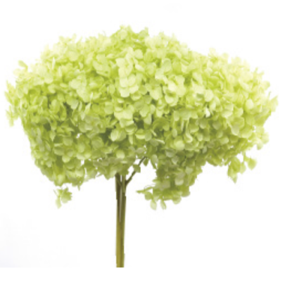 Гортензия Yellow Green стабилизированная (1 ветка)