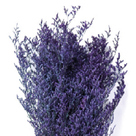 Лимониум Blue Purple сухоцвет оптом (1 пучок)